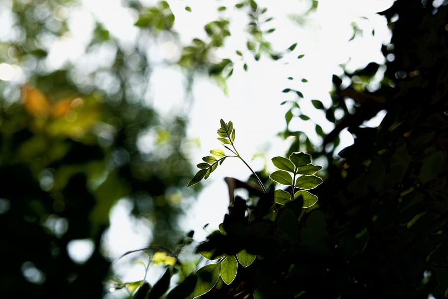 leaf, plant, tree, flare, light, sunlight, blossom, flower HD wallpaper