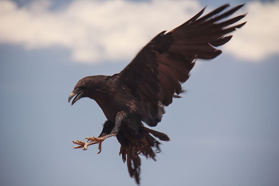 raven, bird, flying, black, animal, animal themes, vertebrate HD wallpaper