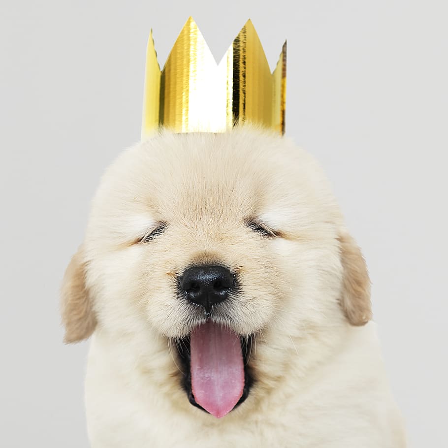 Close-Up Photo of Dog Wearing Golden Crown, adorable, animal, HD wallpaper