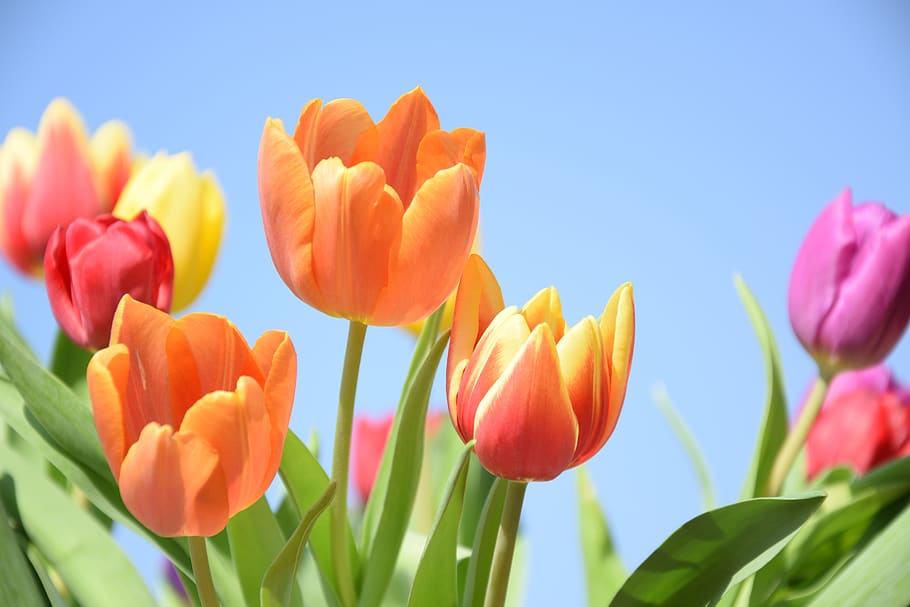 tulips, air, spring, netherlands, color, flower, plant, flowering plant HD wallpaper