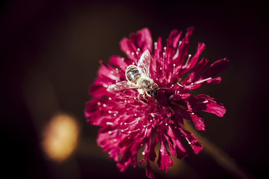 Macro Photo Of Bee Perched On Pink Flower, bloom, blossom, flora HD wallpaper