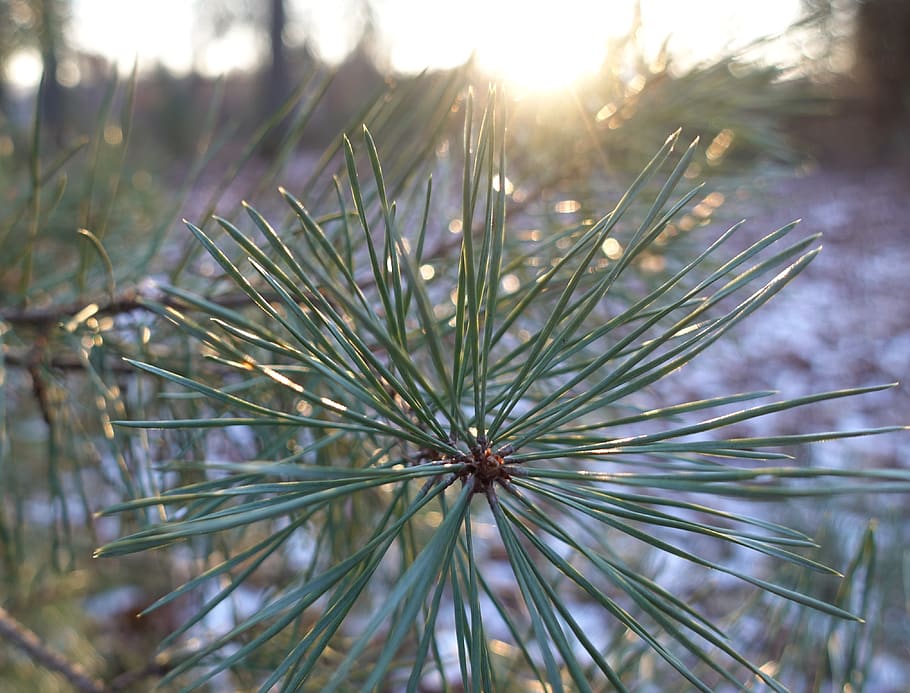trees, sunshine, pine needles, plant, growth, beauty in nature HD wallpaper