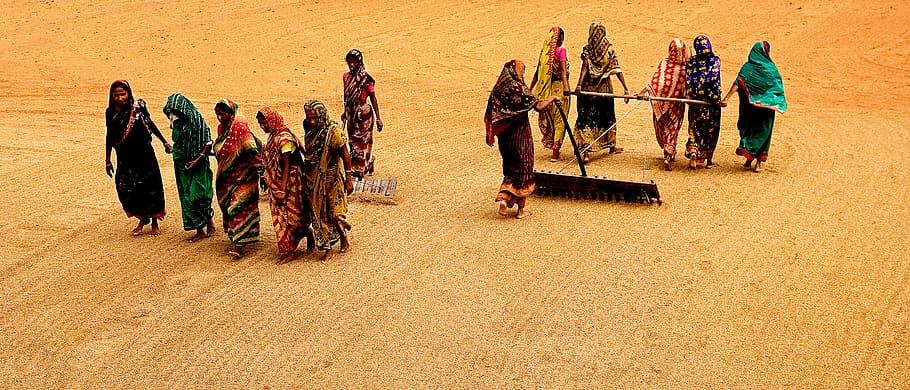 women, working, rice, group of people, panoramic, real people HD wallpaper