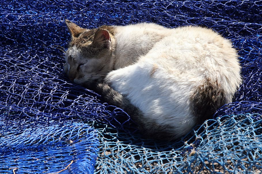 morocco, essaouira, fishing net, cat, sleeping, port, mammal, HD wallpaper