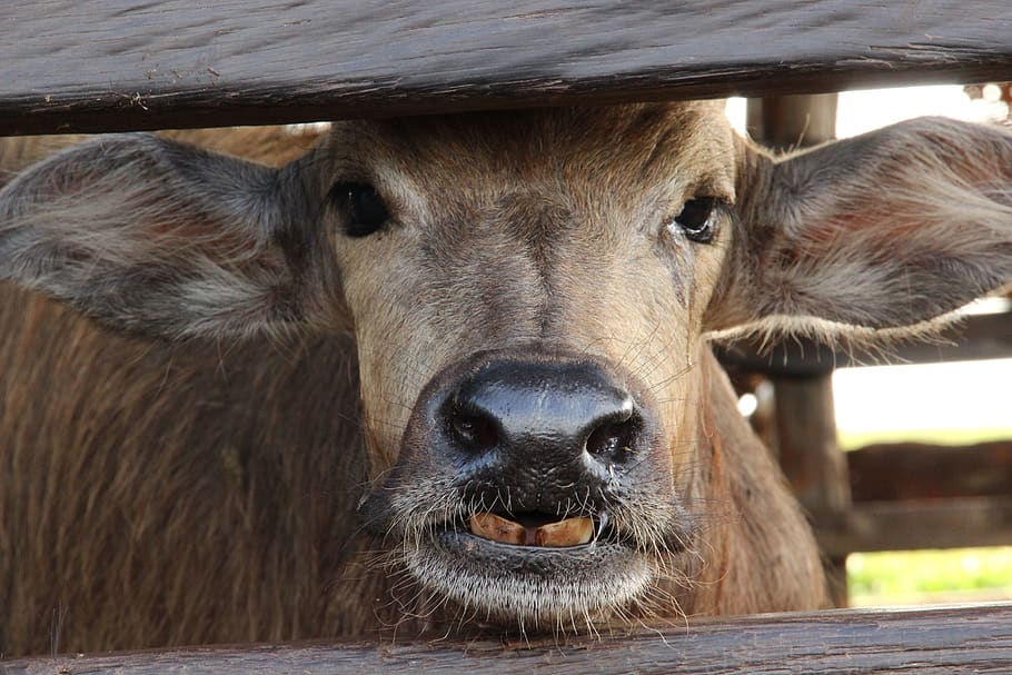 buffalo, mammal, animal, animal themes, one animal, domestic animals HD wallpaper