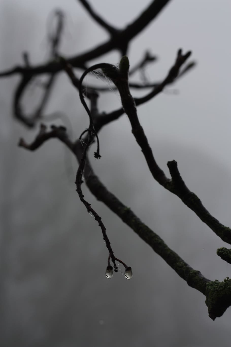 close-up, focus on foreground, plant, tree, branch, nature HD wallpaper