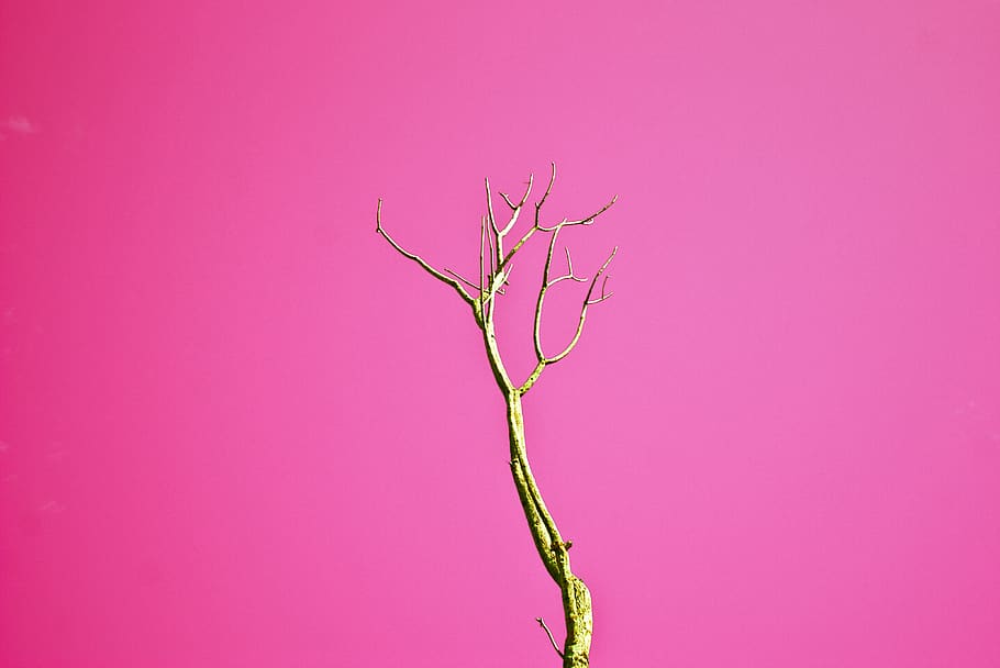 Brown Leafless Tree With Pink Background, branches, perspective HD wallpaper