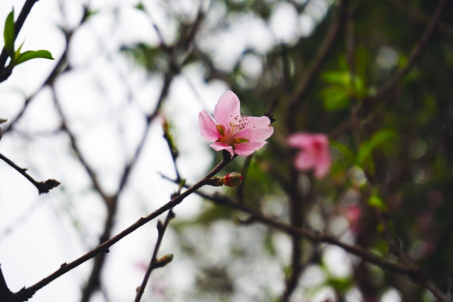 vietnam, hanoi, blossoms, pink, flowers, tet, plant, flowering plant