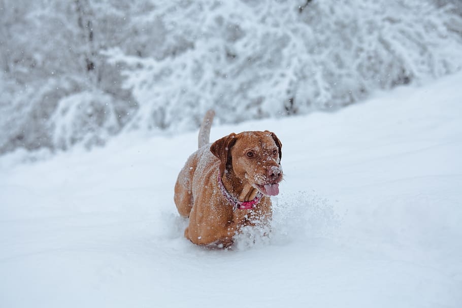 tan dog playing on snow, nature, animal, mammal, pet, canine