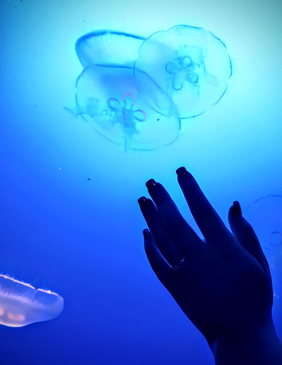 hand, jellyfish, blue, water, underwater, sea, ocean, reach HD wallpaper