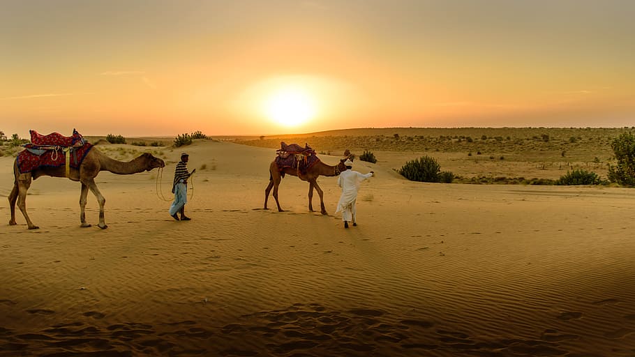 desert, hot, wind, orange, sand, sandy, curve, curvy, camel HD wallpaper