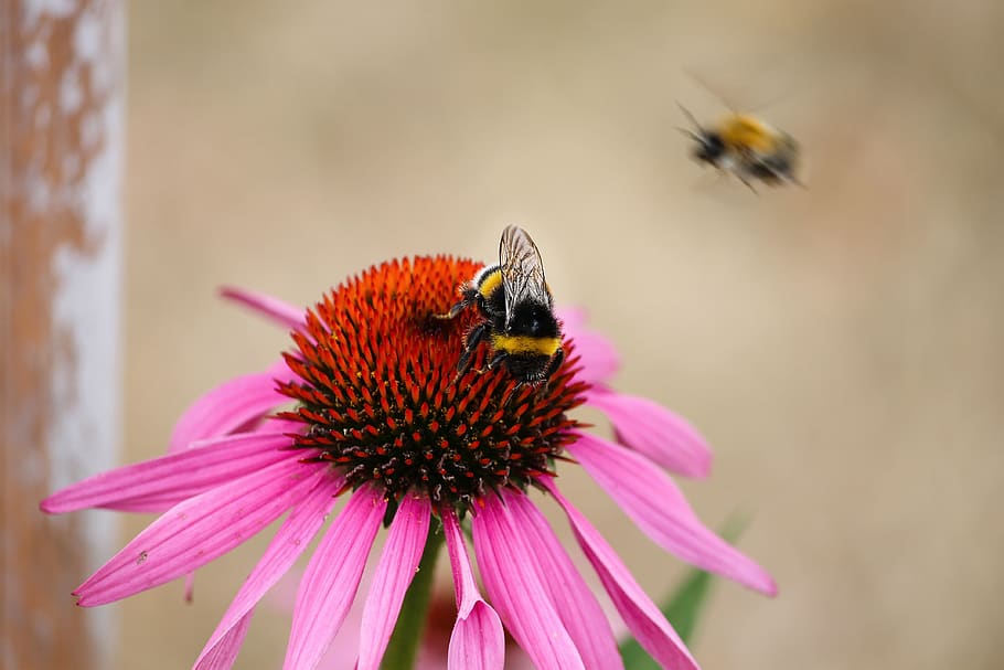 echinacea, bumble bee, coneflower, pallida, blossom, bloom