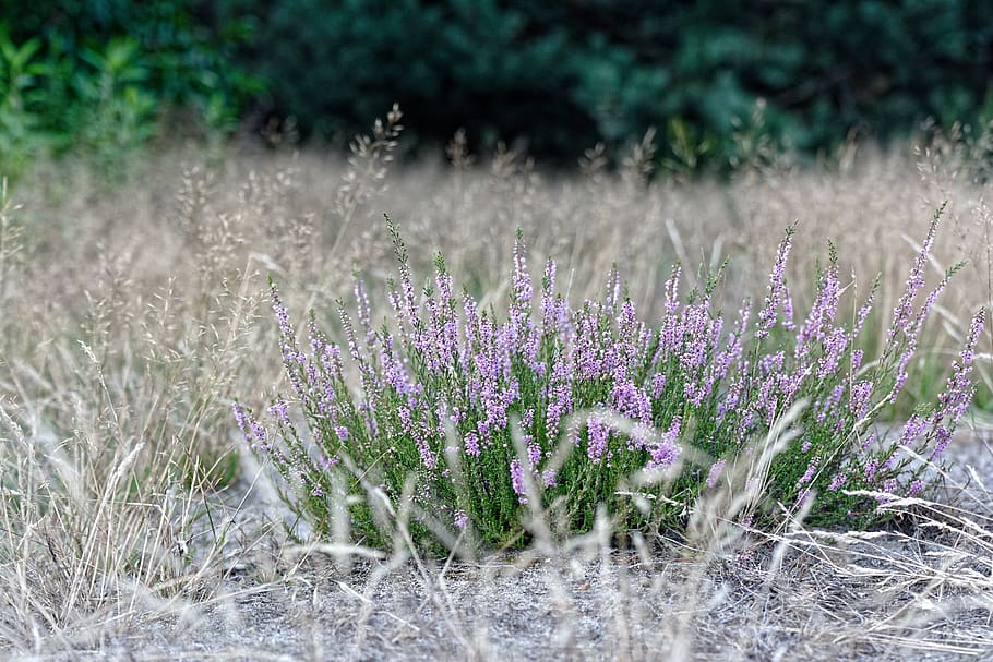 heather, violet, heathers, flower, pink, autumn, plant, flowering plant HD wallpaper