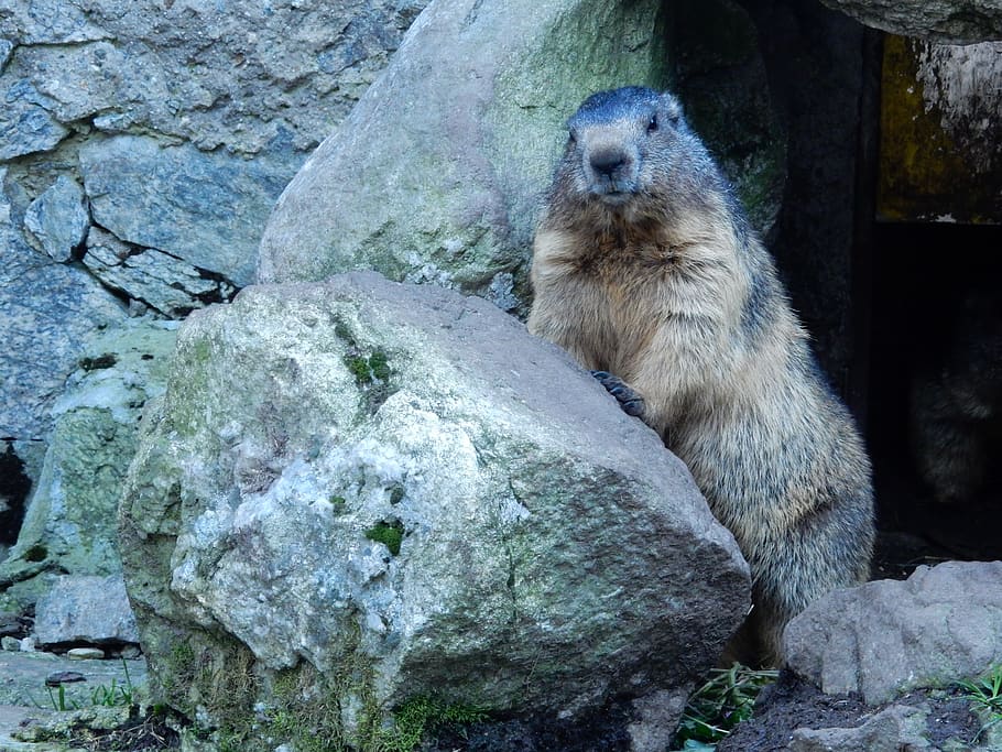 marmot, groundhog, posing, cheese, animal, nature, rodent, animal themes HD wallpaper