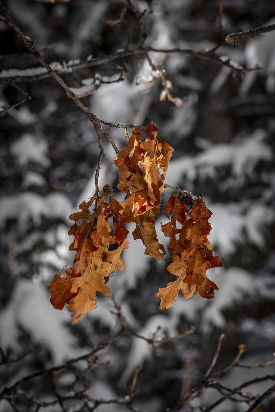 leaf, plant, tree, maple, maple leaf, veins, tree trunk, nature HD wallpaper