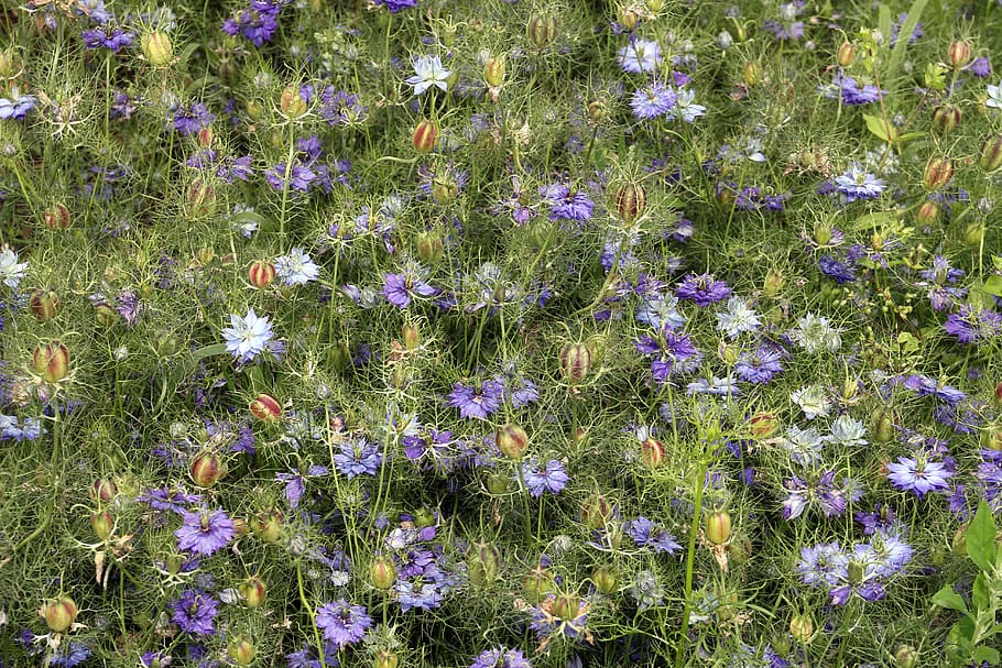 flowers, background, flowering plant, fragility, vulnerability HD wallpaper