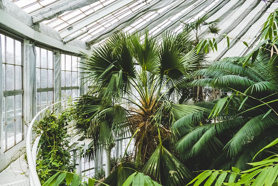 palm plants inside room, growth, green color, beauty in nature HD wallpaper