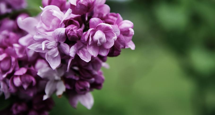 Macro Photography of Pink Petaled Flowers, bloom, blooming, blossom HD wallpaper