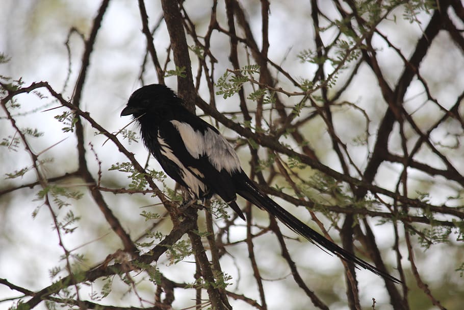 tanzania, ndutu, tree, vertebrate, animals in the wild, bird HD wallpaper