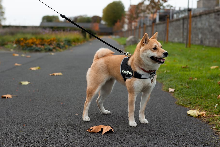 Akita dog, canine, one animal, domestic, pets, domestic animals HD wallpaper