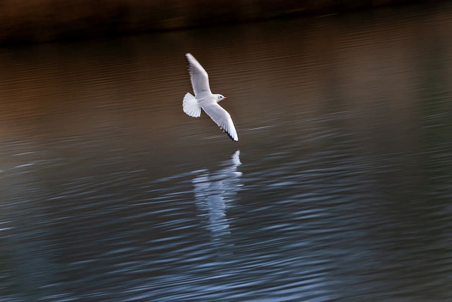 seagull, flying, bird, panning, lake, flight, wing, water, dom HD wallpaper