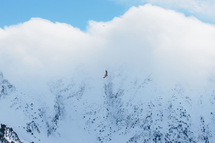 flying brown bird, nature, outdoors, snow, plant, tree, mountain HD wallpaper