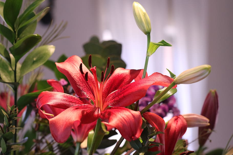 flowers, lily, bouquet, window, light, flowering plant, beauty in nature HD wallpaper