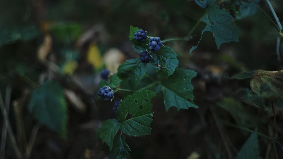 blueberries photo, plant, blueberry, produce, flora, food, fruit, HD wallpaper