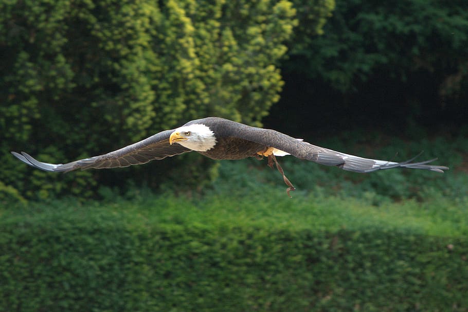 eagle, bird, raptor, head, predator, bald eagle, nature, flight HD wallpaper