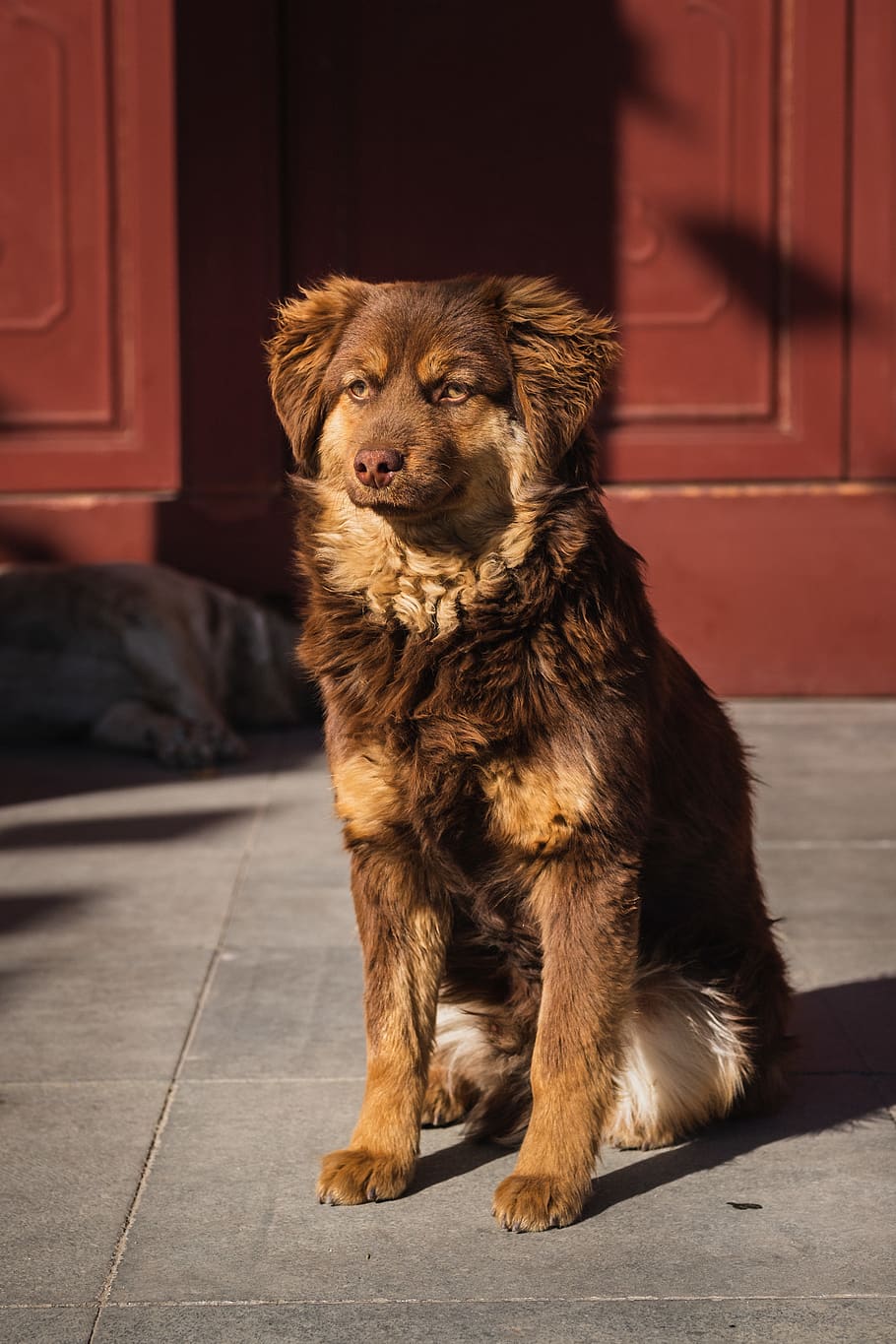 brown short coat large adult dog, mammal, pet, canine, animal, HD wallpaper
