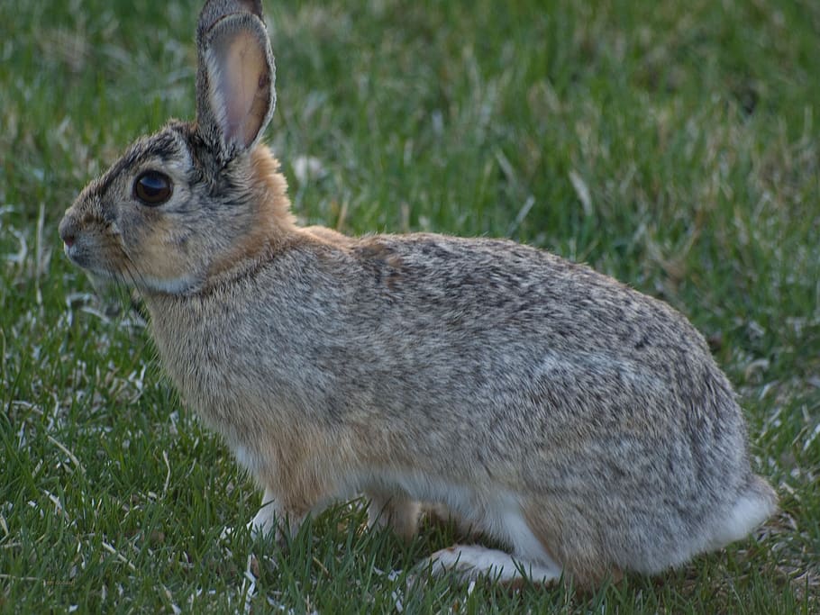 rabbit, animal, animal themes, one animal, mammal, grass, animal wildlife HD wallpaper