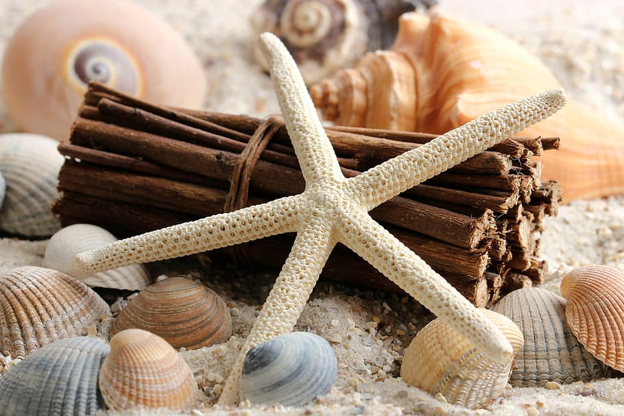 sand, water, form detail, still life, close up, shell, mussels, HD wallpaper