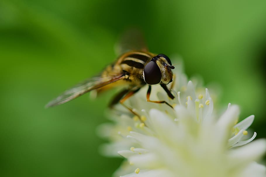 hoverfly, syrphidae, helophilus, insect, nectar, nature, invertebrate HD wallpaper