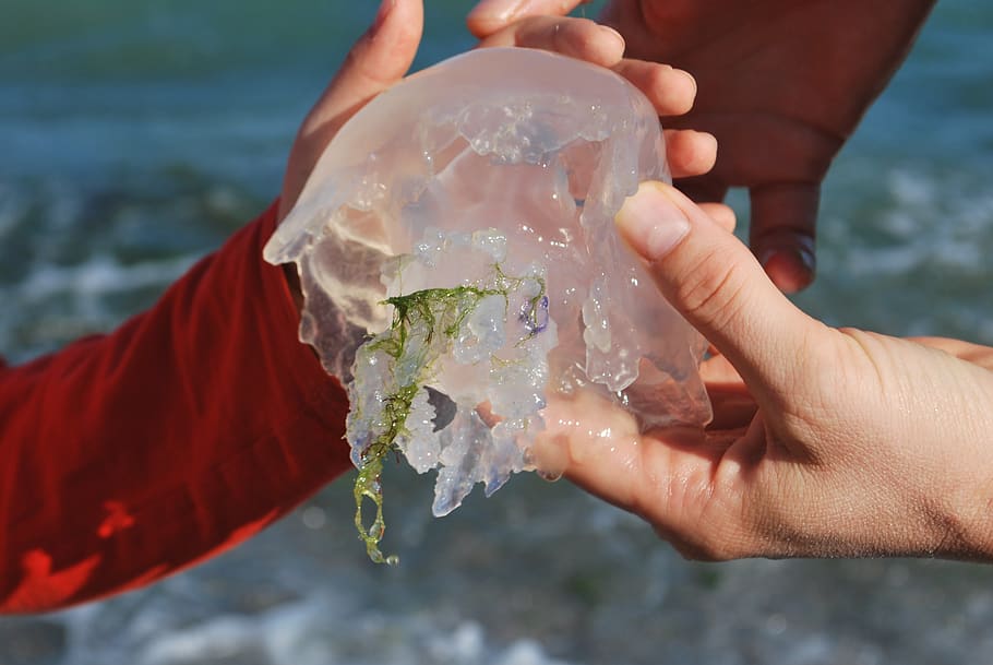 Person Holding Jellyfish, blur, close-up, focus, hands, learning HD wallpaper