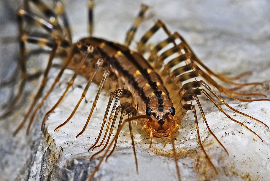 Brown Multi Leg Insect, arthropod, centipede, creepy, macro, predator HD wallpaper
