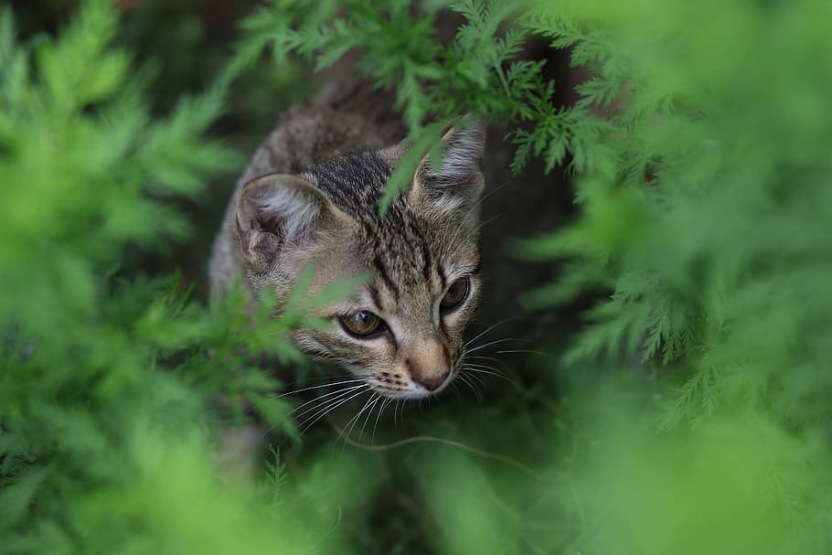 cat, hidden, nice, curiosity, feline, animals, animal themes HD wallpaper