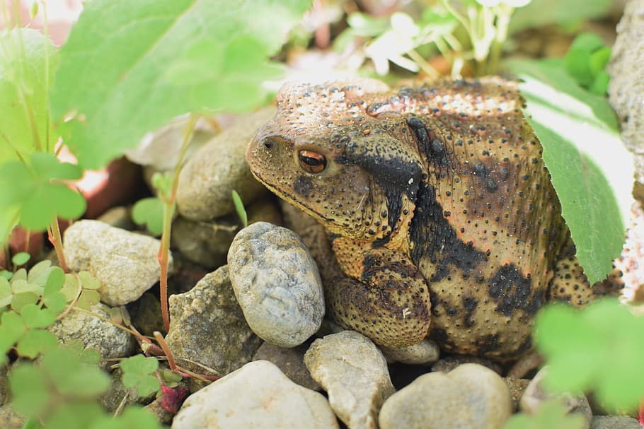 korean toad, korea all toad, animals in the wild, animal wildlife HD wallpaper