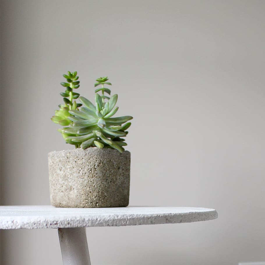 plant, indoors, no people, close-up, studio shot, nature, gray HD wallpaper