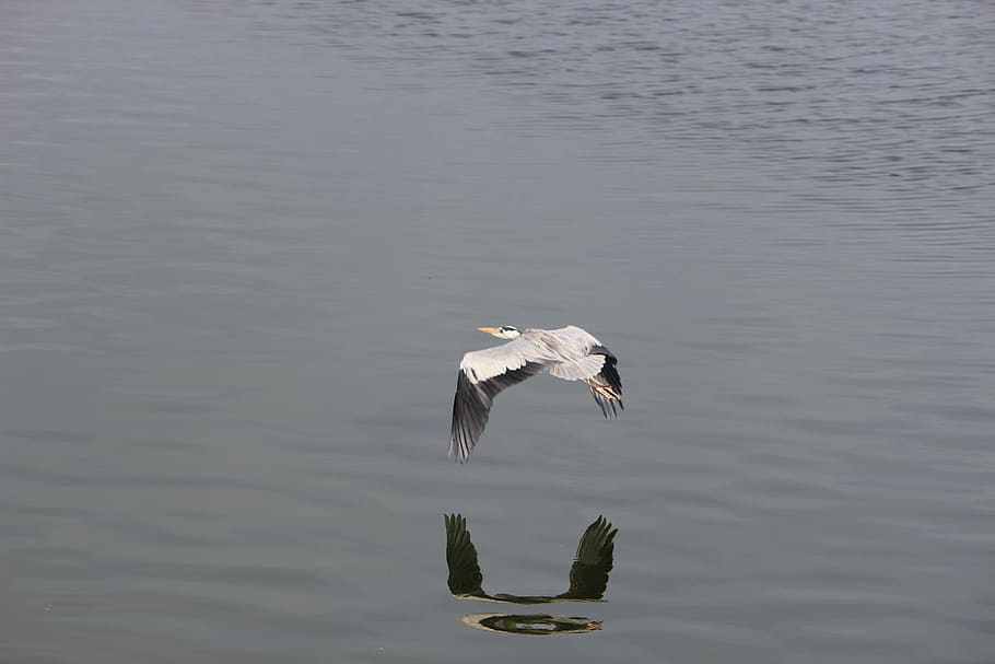 sri lanka, bird, animal wildlife, animals in the wild, vertebrate HD wallpaper