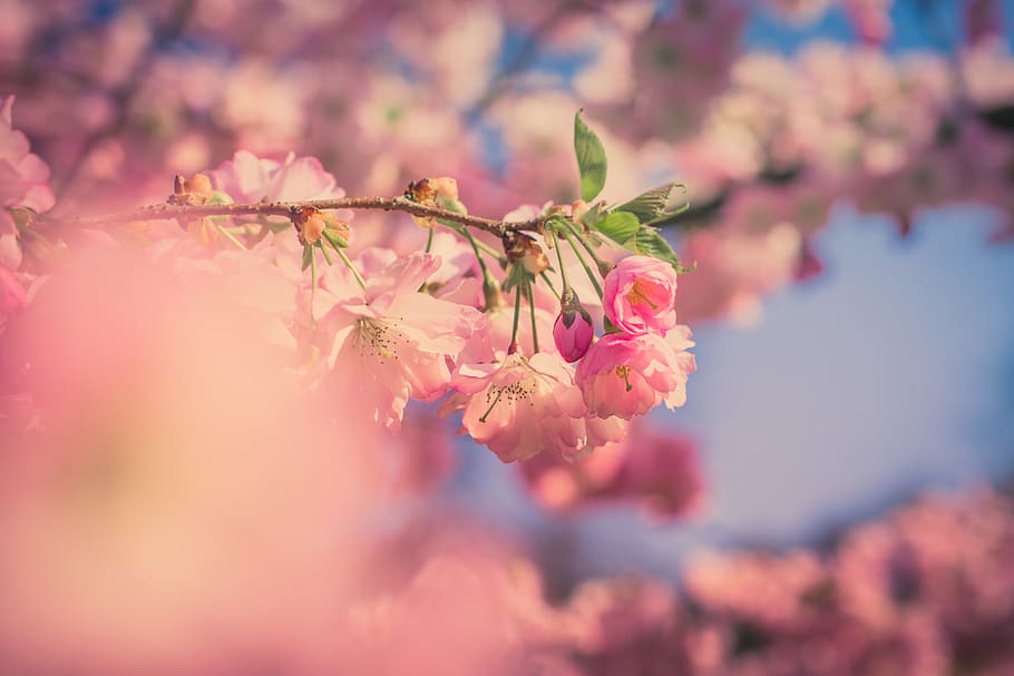 Shallow Photography of Pink Flower, beautiful, bloom, blur, branch HD wallpaper