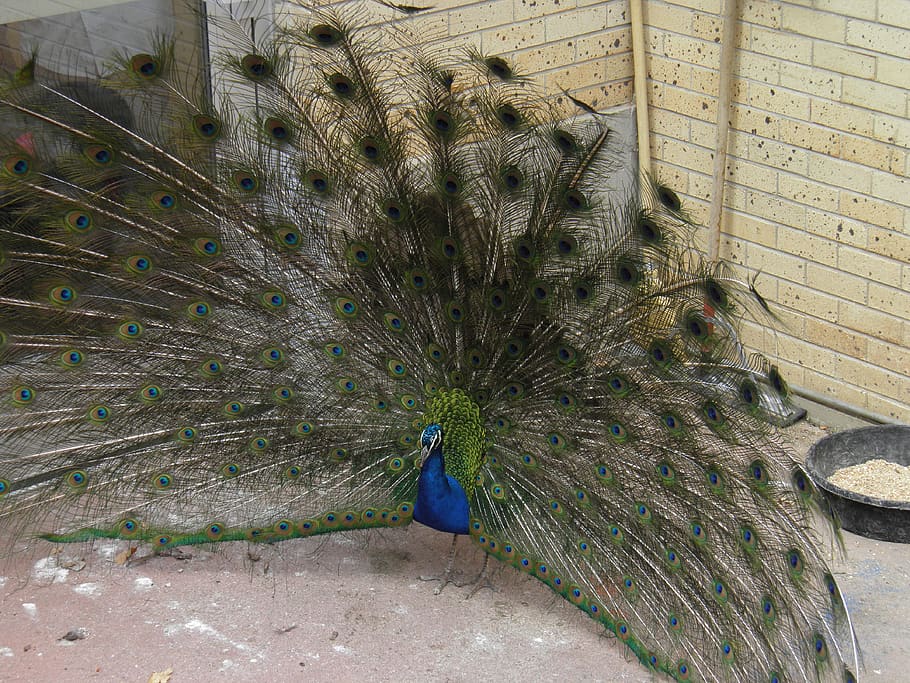 bird, peacock, animal, animal themes, vertebrate, animal wildlife HD wallpaper