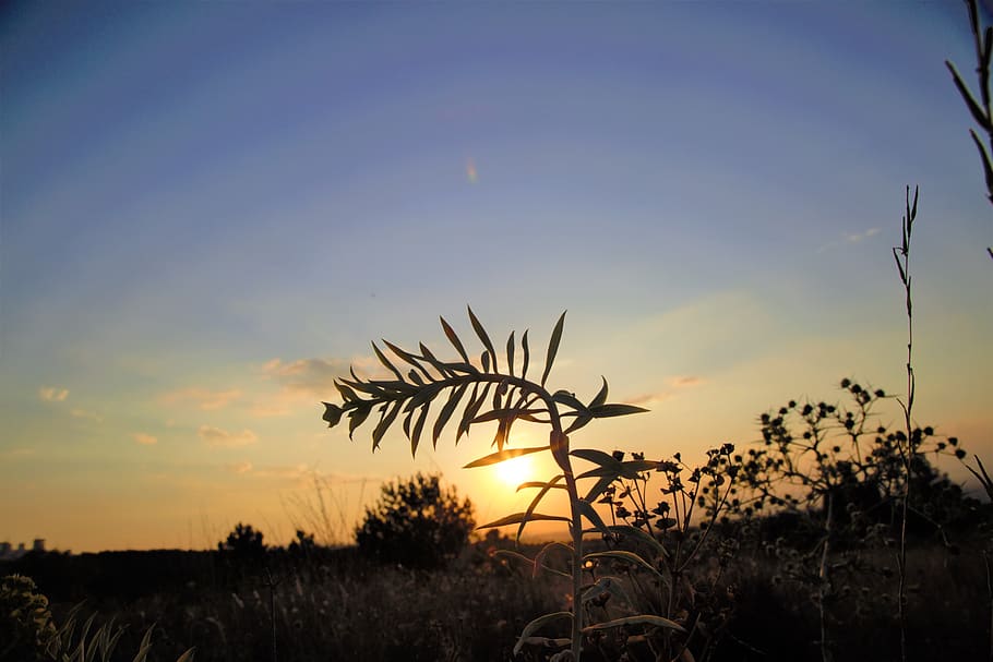 sunset, horizon, sky, nature, in the evening, solar, light HD wallpaper