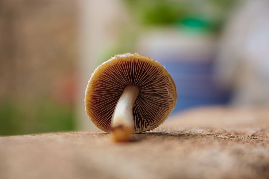 Shallow Focus Photography of Brown Mushroom, blur, blurred background HD wallpaper