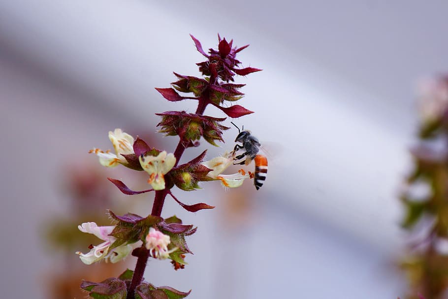 bee, drinking, nectar, flower, flowering plant, invertebrate HD wallpaper