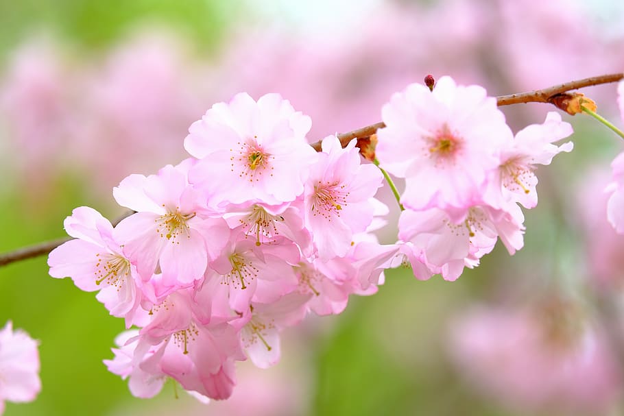 cherry blossoms, petals, spring, branch, nature, sakura, pastel HD wallpaper