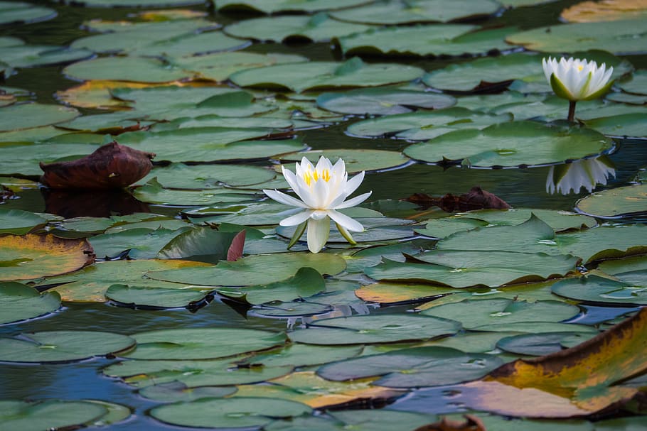 japan, myoko, imoriike, white, lotus, flower, lake, leaf, plant part, HD wallpaper