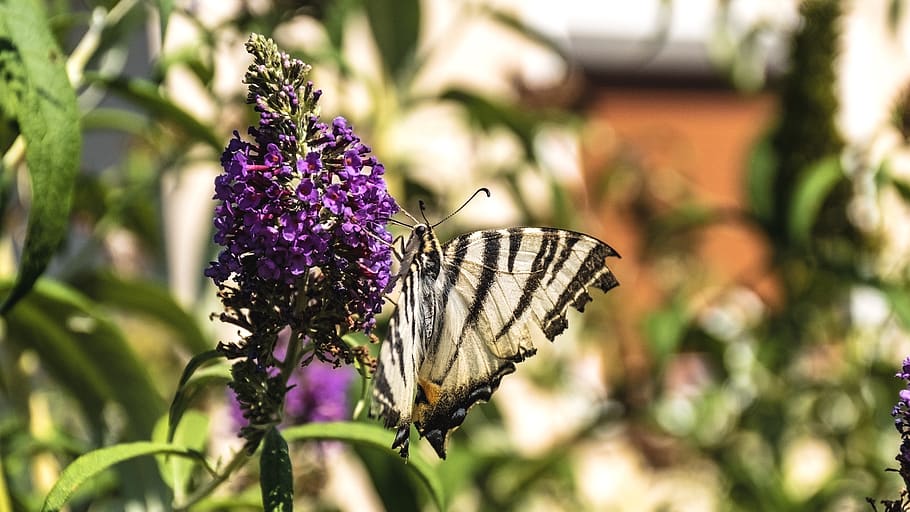butterfly, insect, bug, wings, delicate, colorful, nature, fauna HD wallpaper