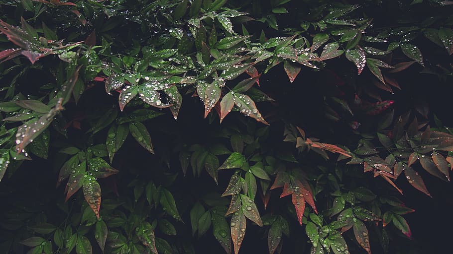 rain drops, leaves, water, droplets, water drops, bush, shrub HD wallpaper