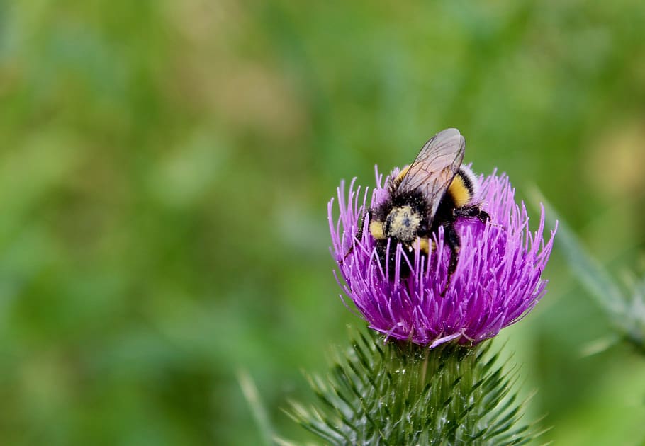 bumblebee, nature, bug, flower, pollination, pollen, animals HD wallpaper