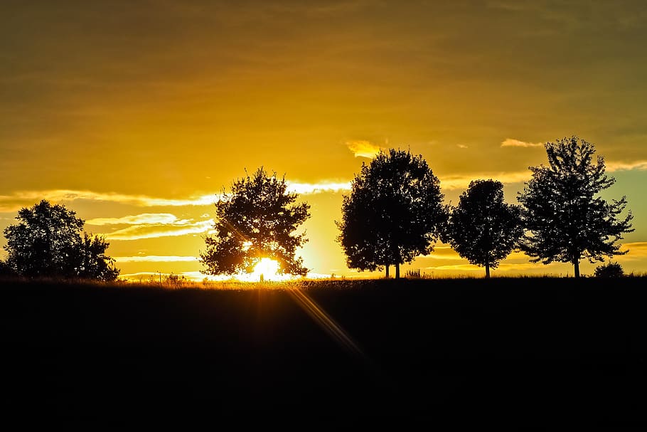 sunset, trees, landscape, nature, sky, clouds, forest, evening HD wallpaper